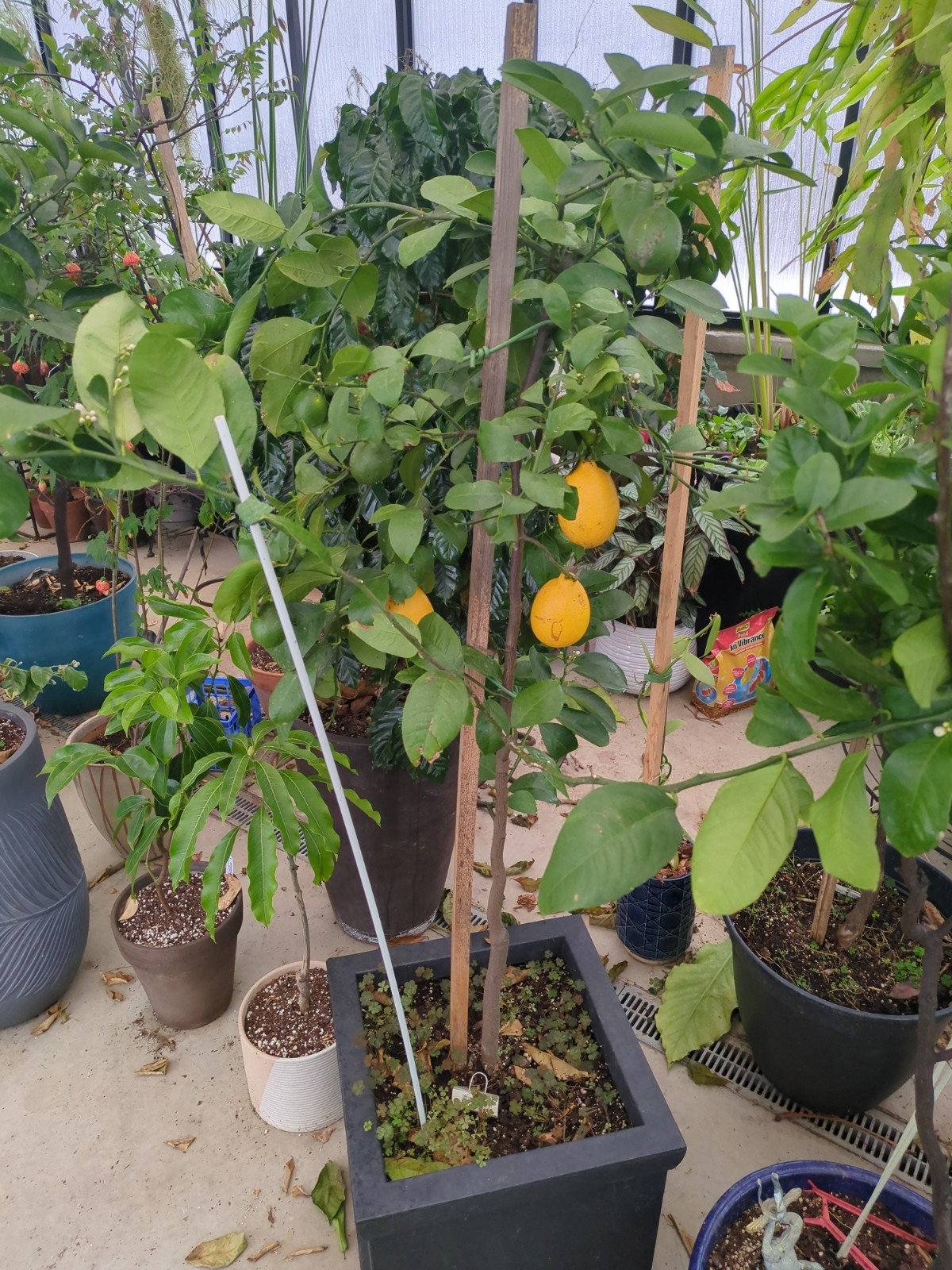 Citrus x limon 'Meyer Lemon'