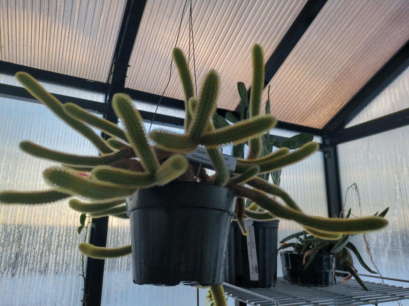 Cleistocactus winteri