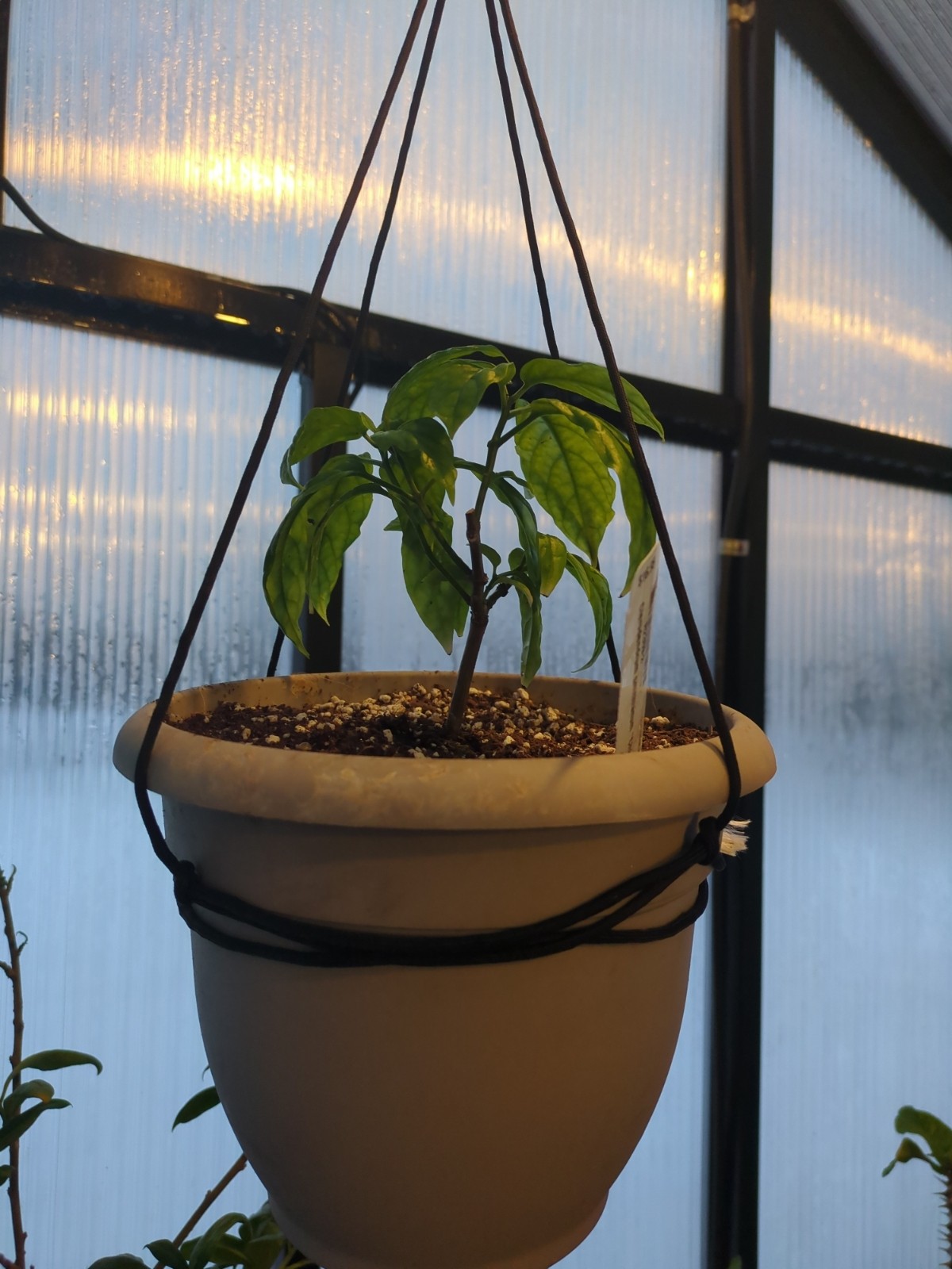 Clerodendron smithianum