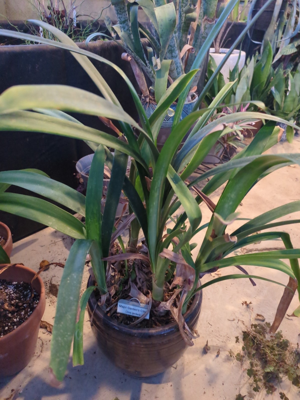 Clivia gardenii 'Major Garden's'