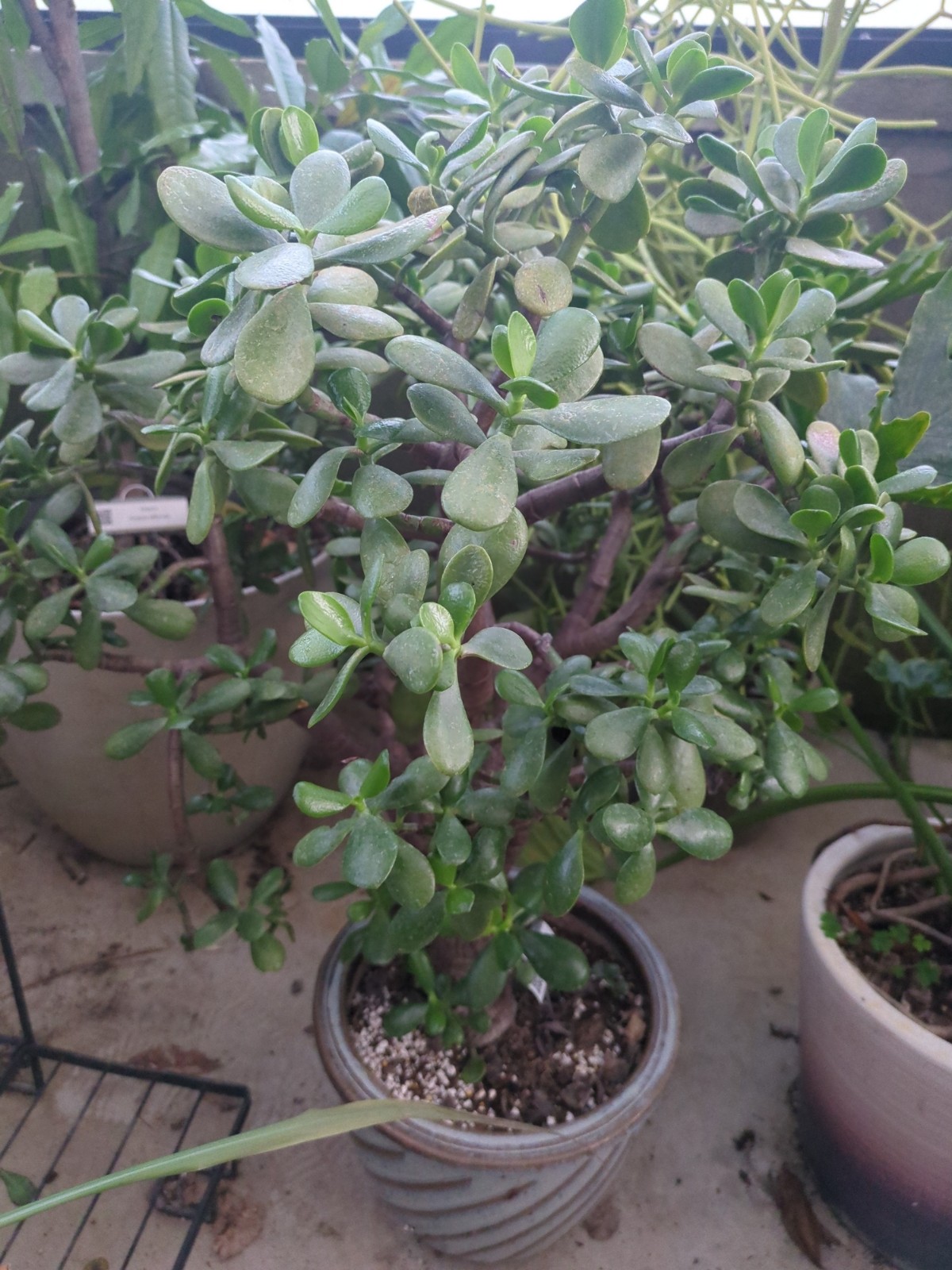 Crassula ovata