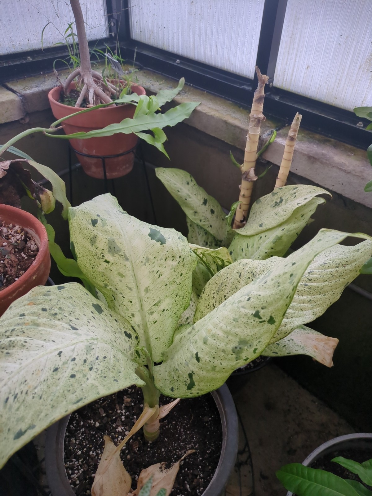 Dieffenbachia seguine