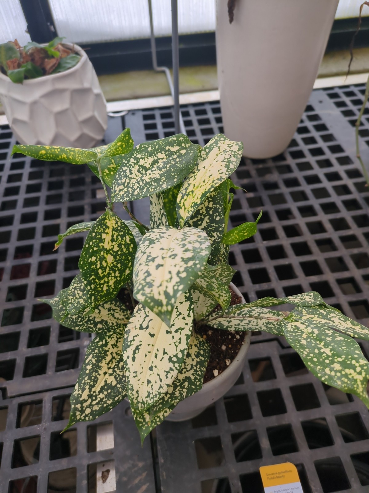 Dracaena godseffiana 'Florida Beauty'