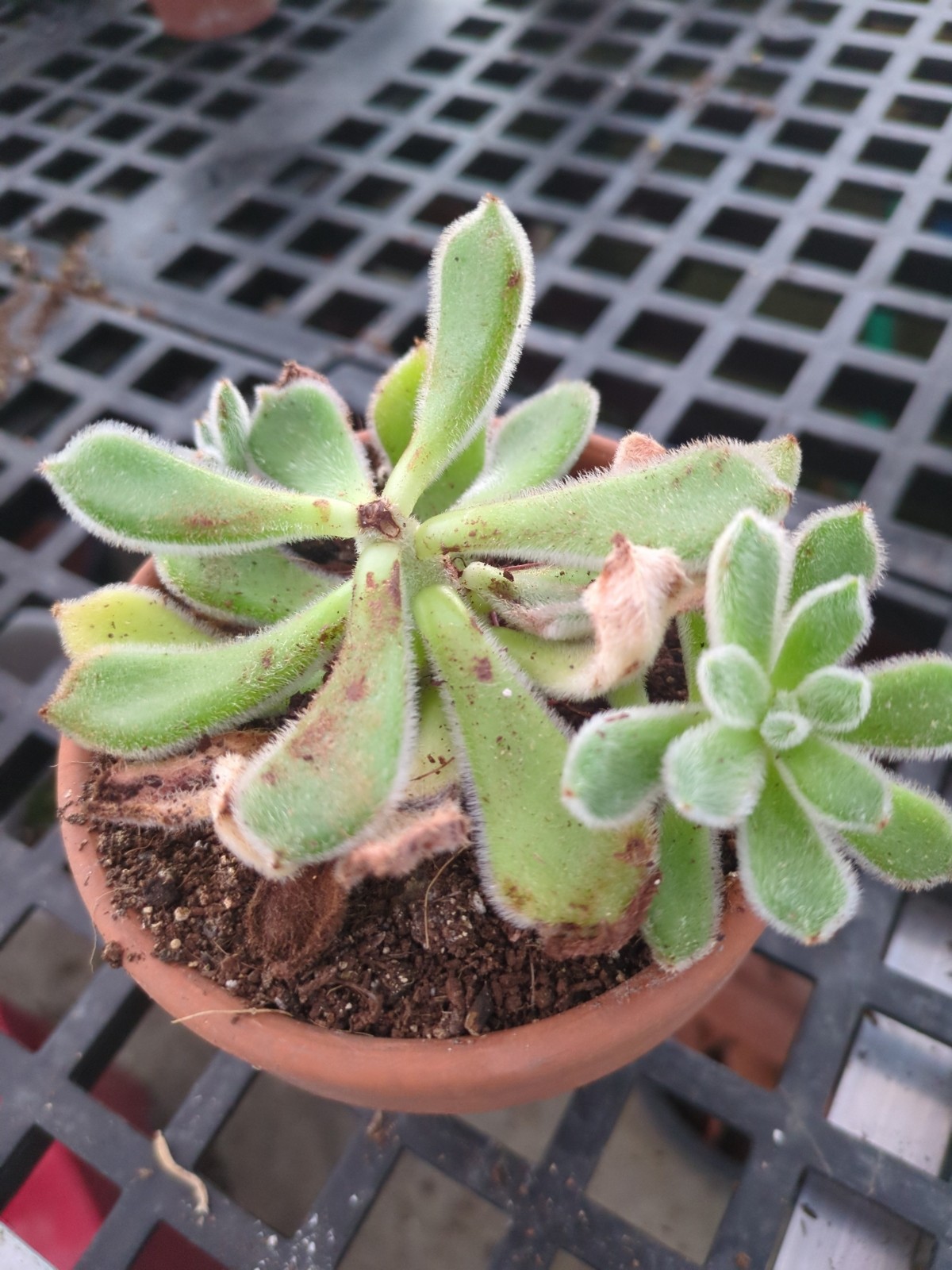 Echeveria setosa