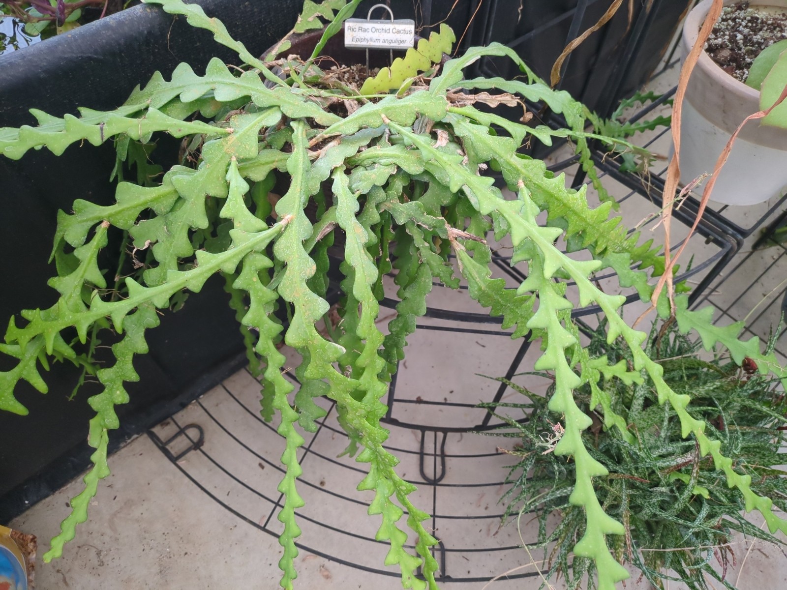 Epiphyllum anguliger