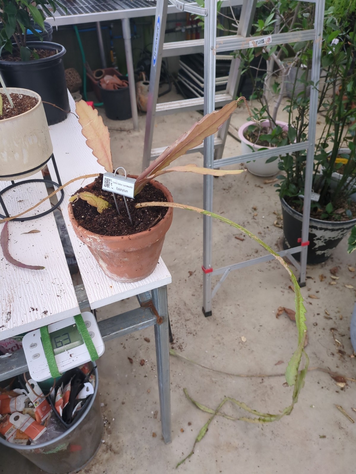 Epiphyllum 'Just Beautiful'