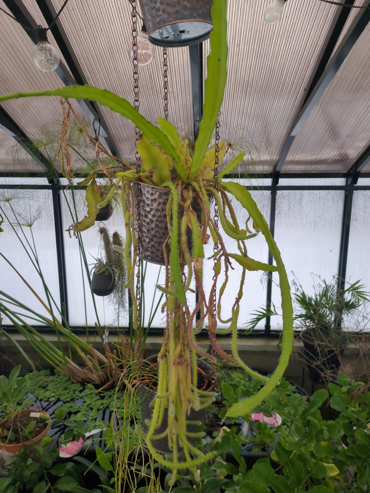 Epiphyllum 'Vista Sun'