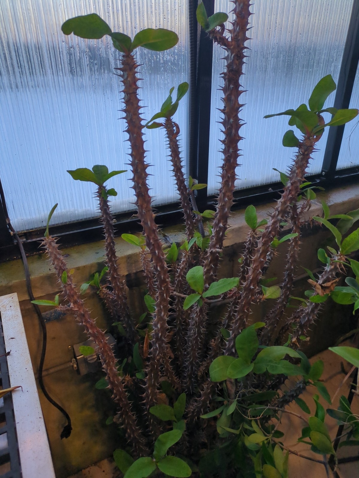 Euphorbia milli 'Rose of the North'