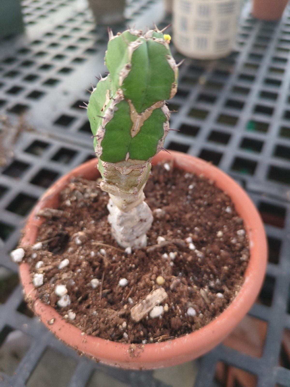 Euphorbia resinifera resinifera