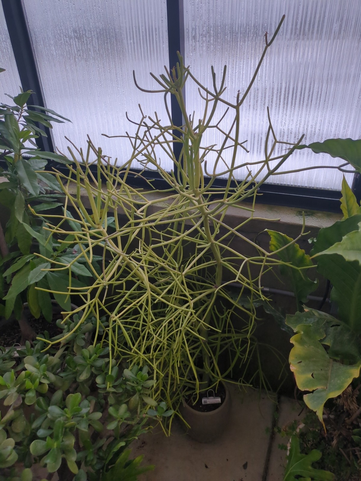 Euphorbia tirucalli 'Firesticks'