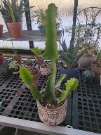 Euphorbia triangularis