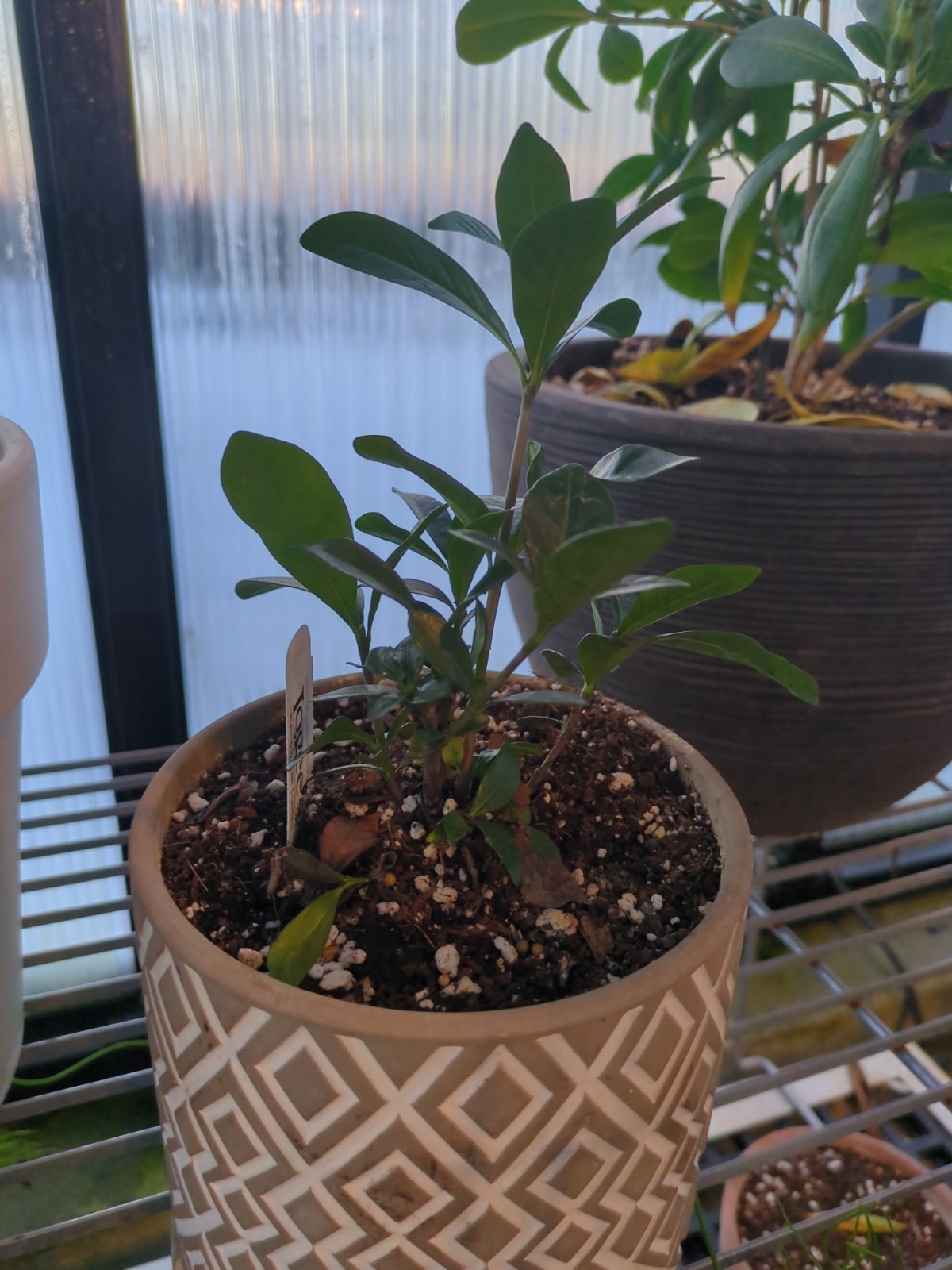 Gardenia jasminoides 'Crown Jewel'