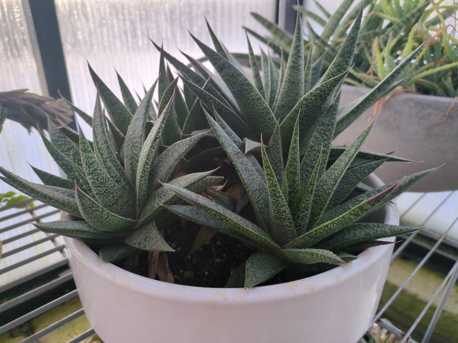 Gasteria 'Flow'