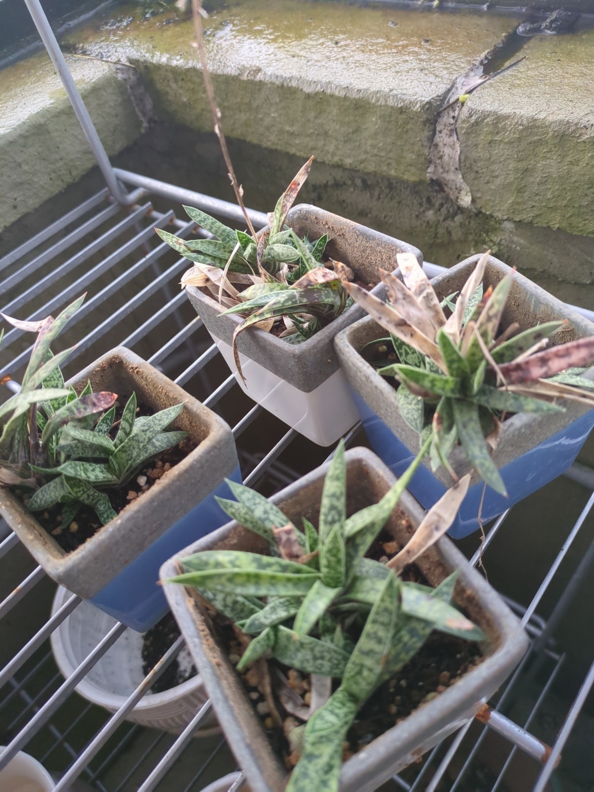 Gasteria obliqua