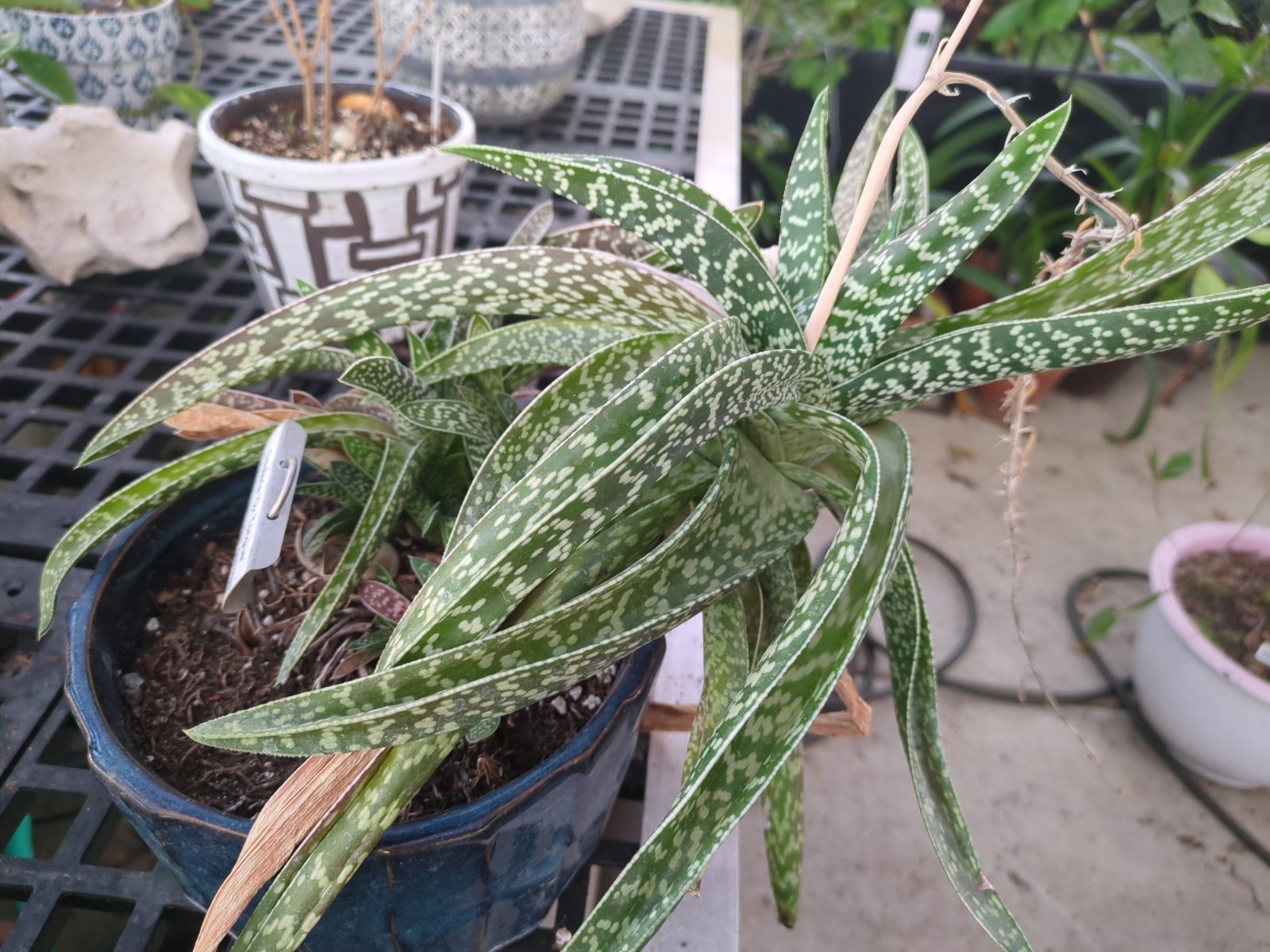 Gasteria 'Ox Tongue'