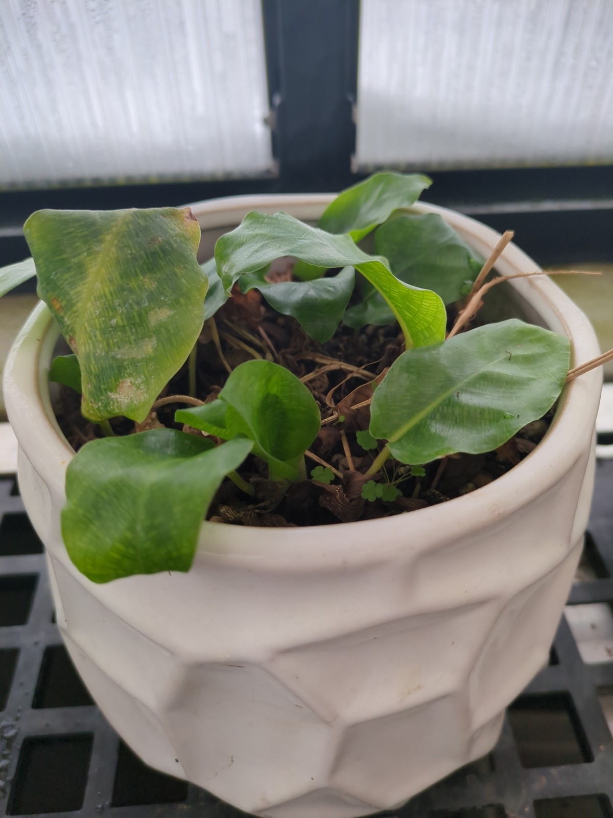 Goeppertia kegeljanii