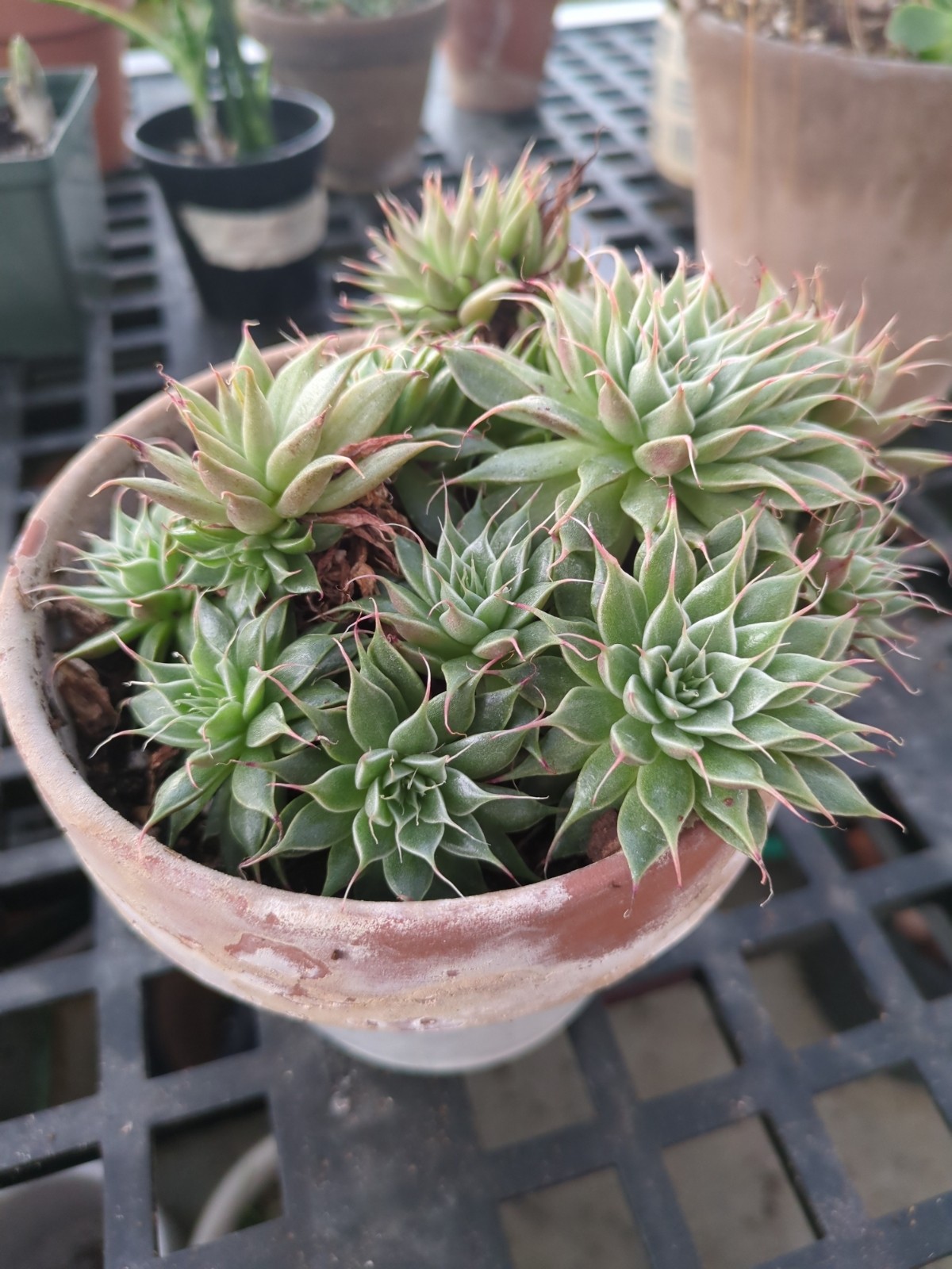 Graptoveria 'Silver Star'