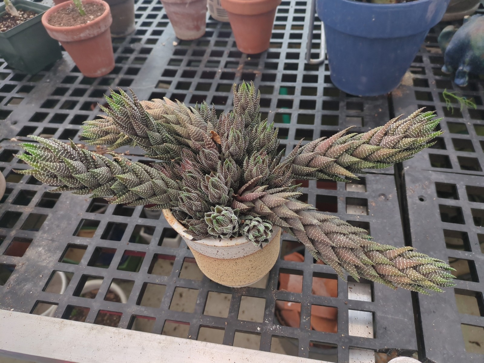 Haworthiopsis reinwardtii