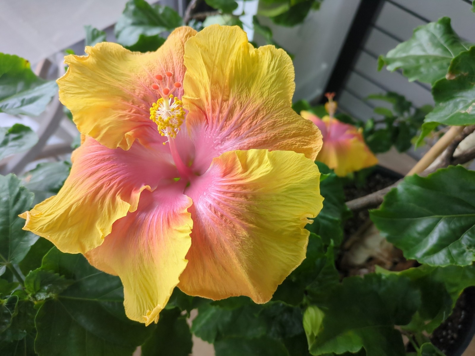 Hibiscus rosa-sinensis 'The Path'