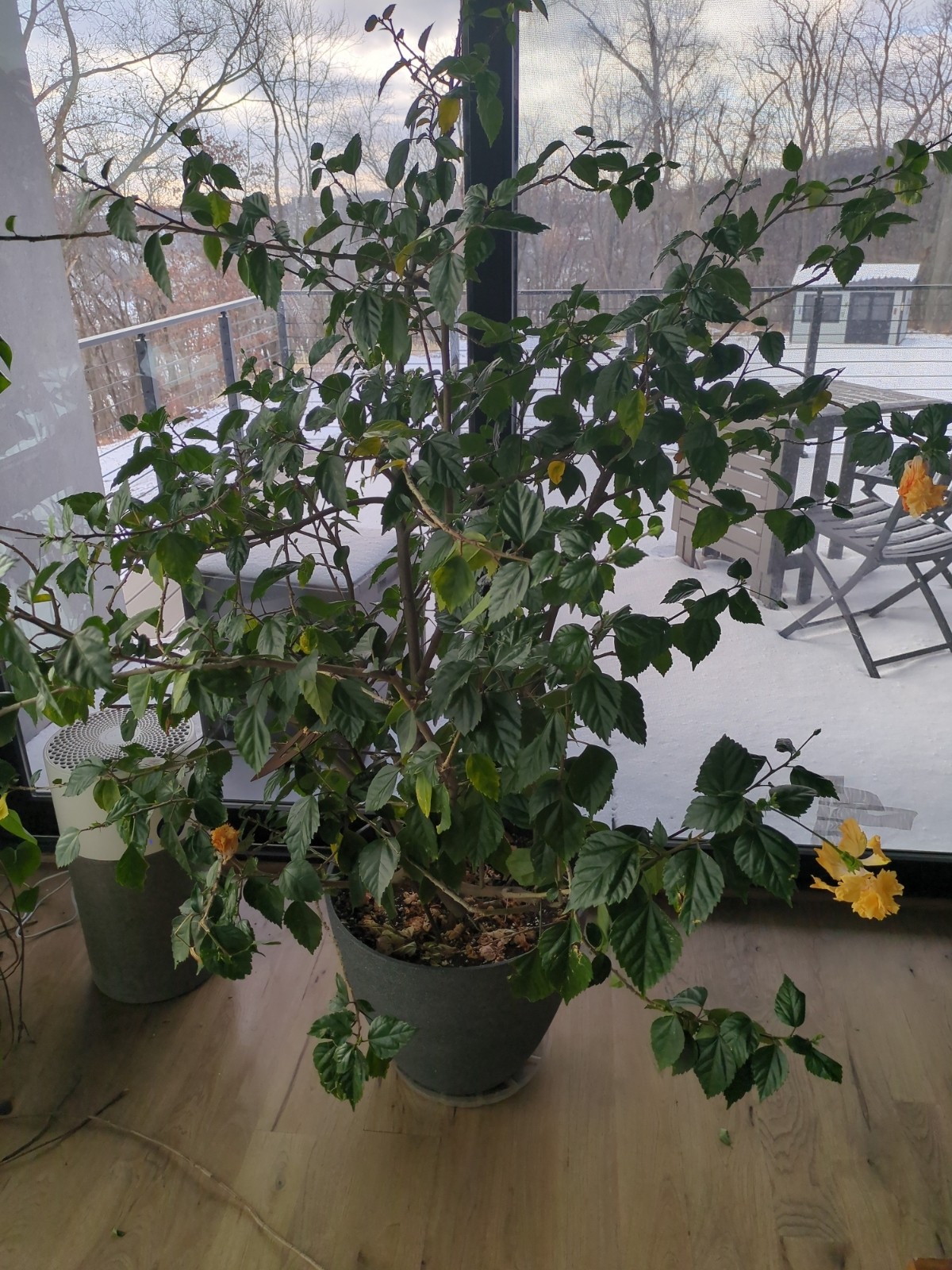 Hibiscus rosa-sinensis