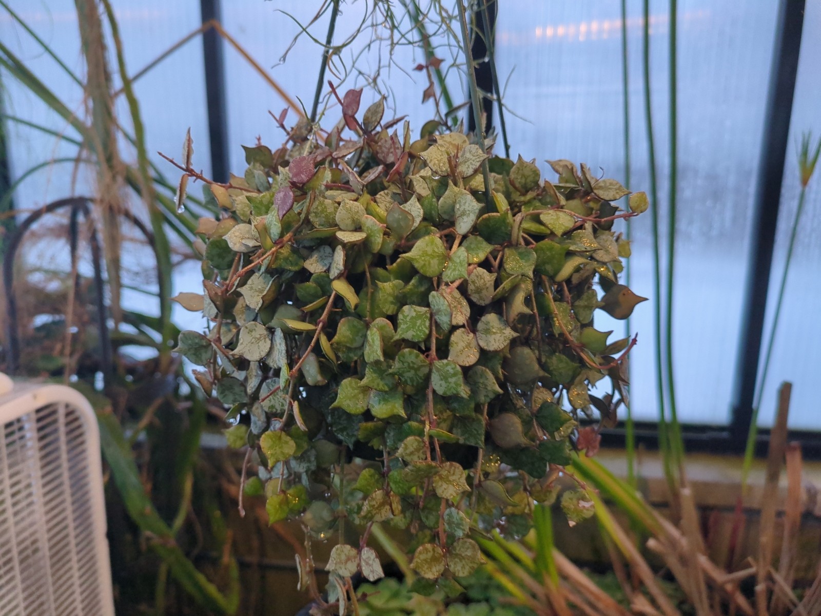 Hoya curtisii