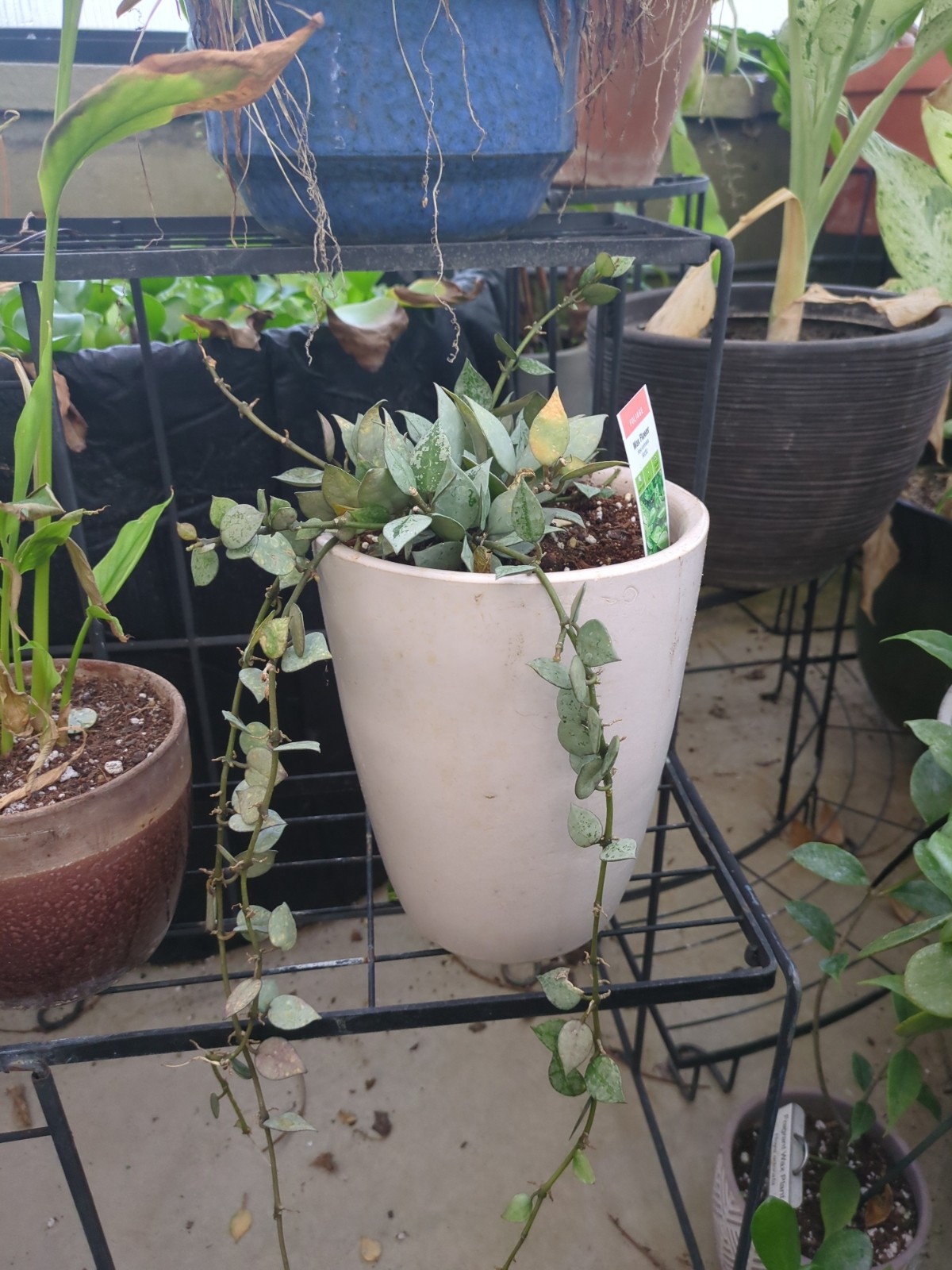 Hoya krochniana 'Arctic'