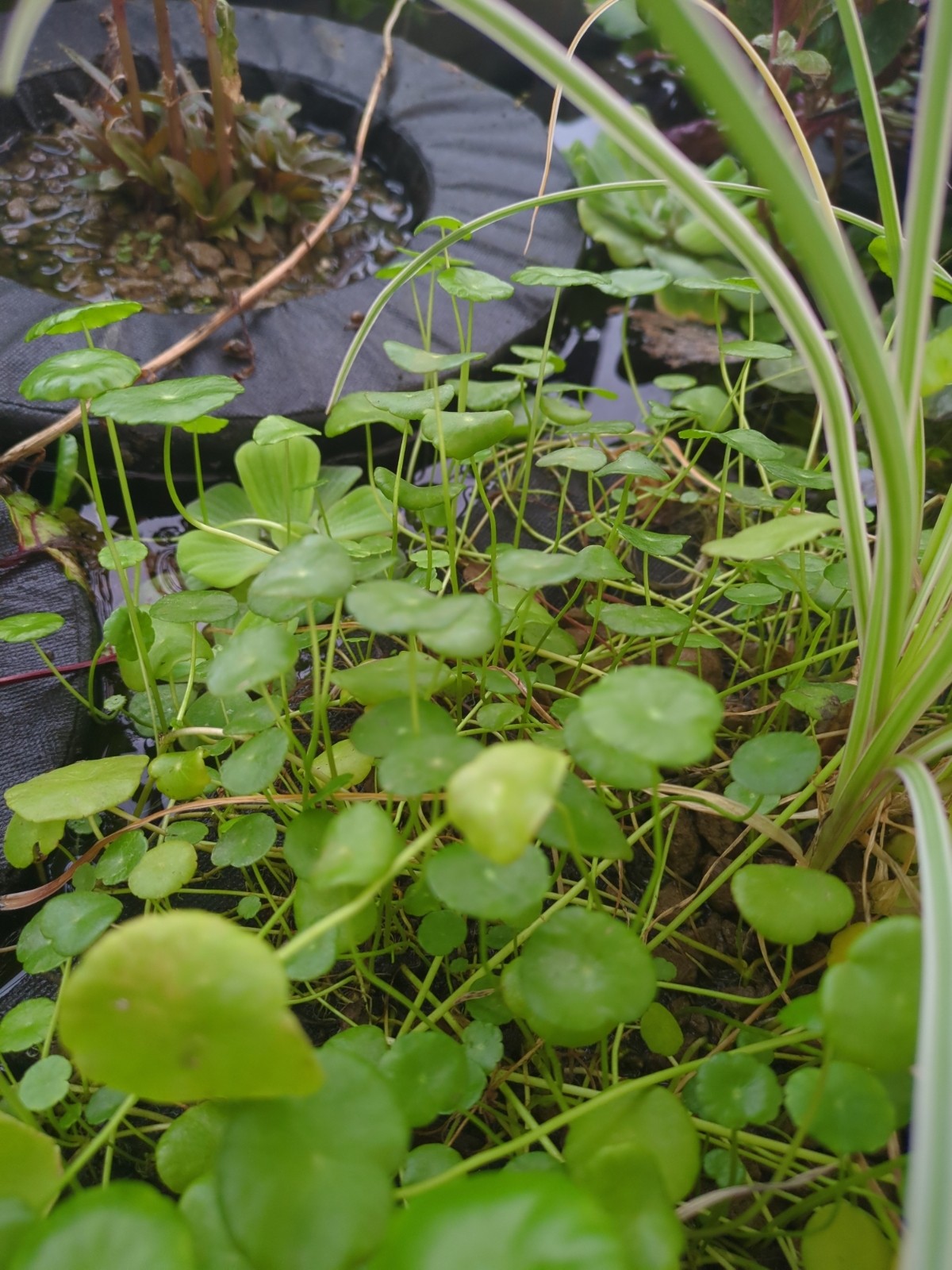 Hydrocotyle umbellata
