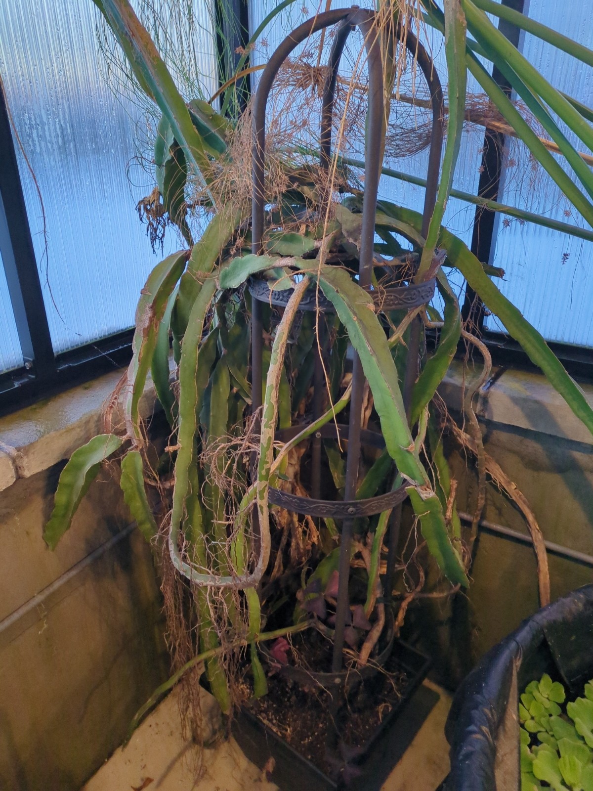 Hylocereus 'Edgar's Baby'