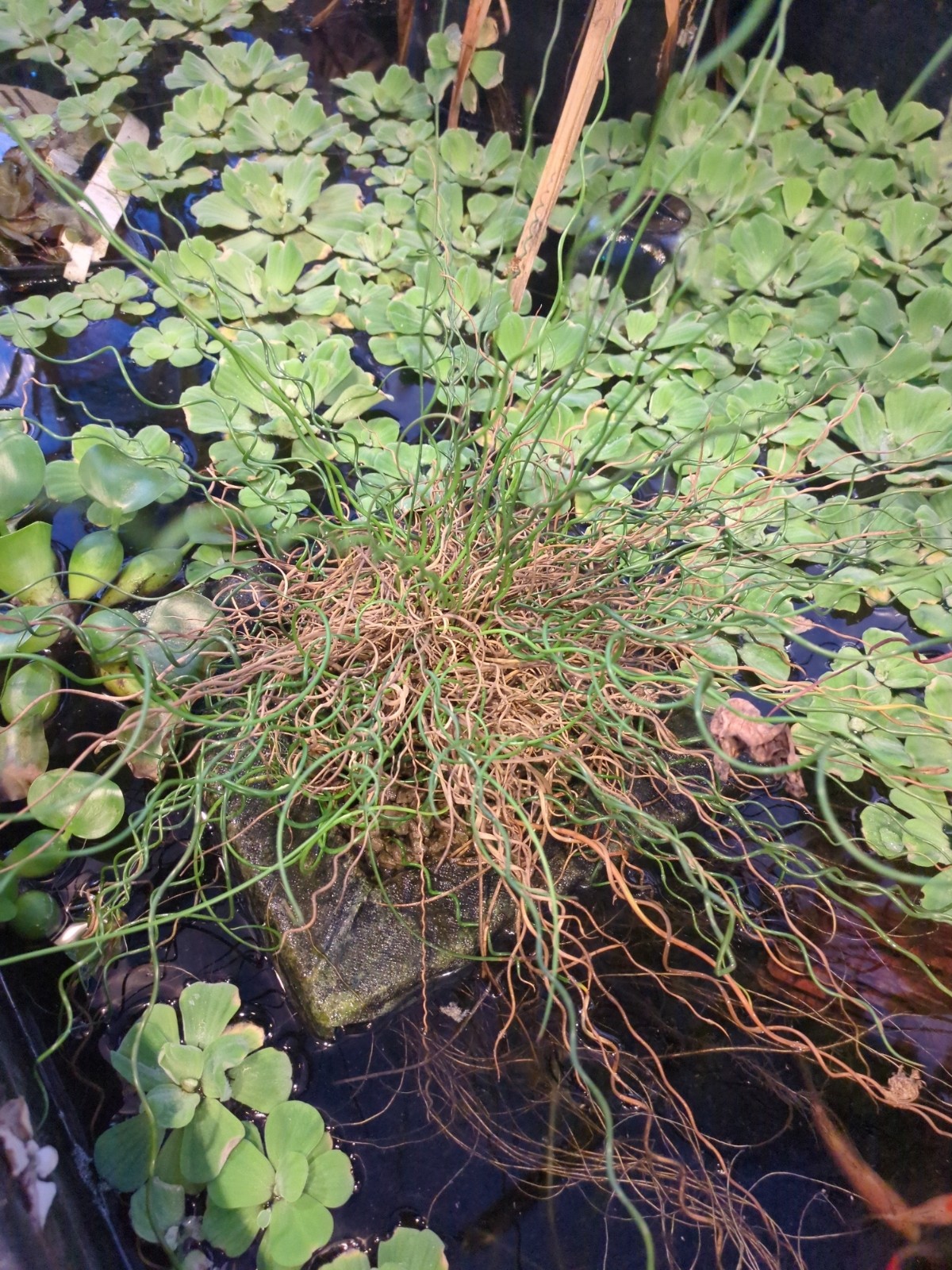 Juncus effusus 'Twister'