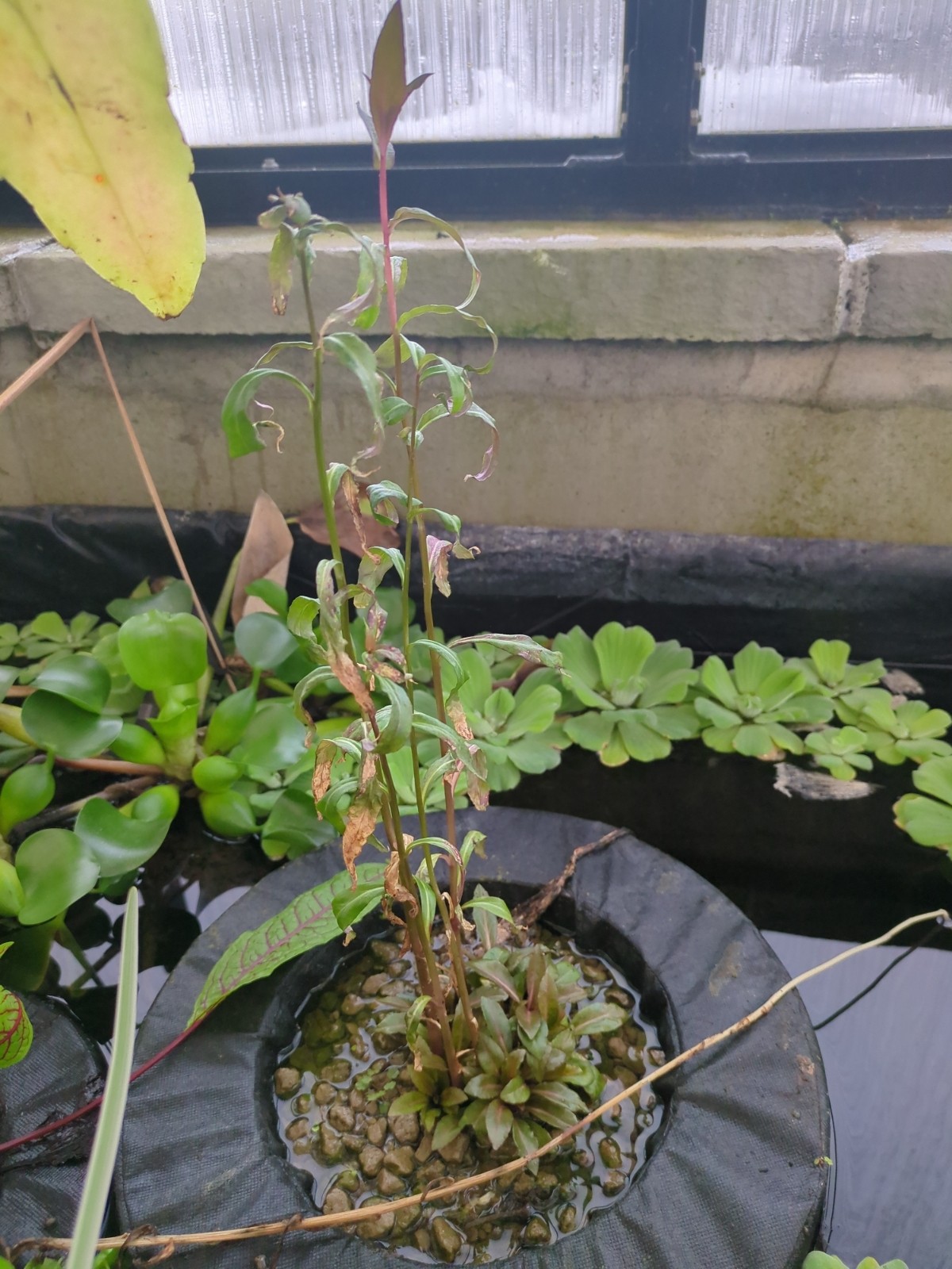 Lobelia cardinalis 'Queen Victoria'