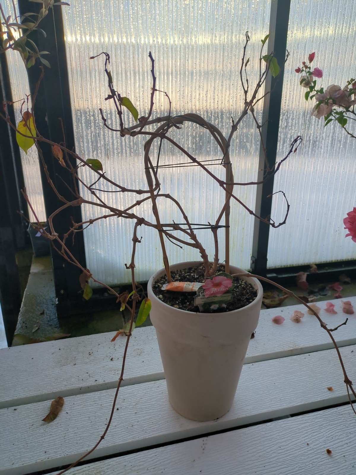 Mandevilla var Sunparajapi 'Giant Dark Pink'
