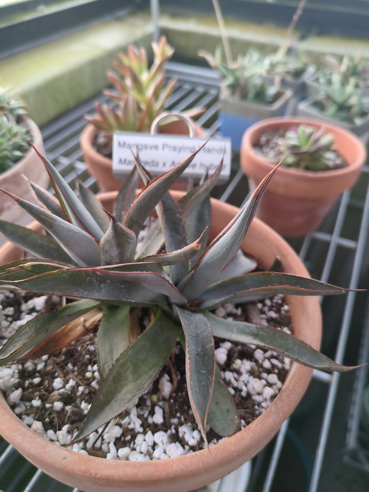 Manfreda x agave