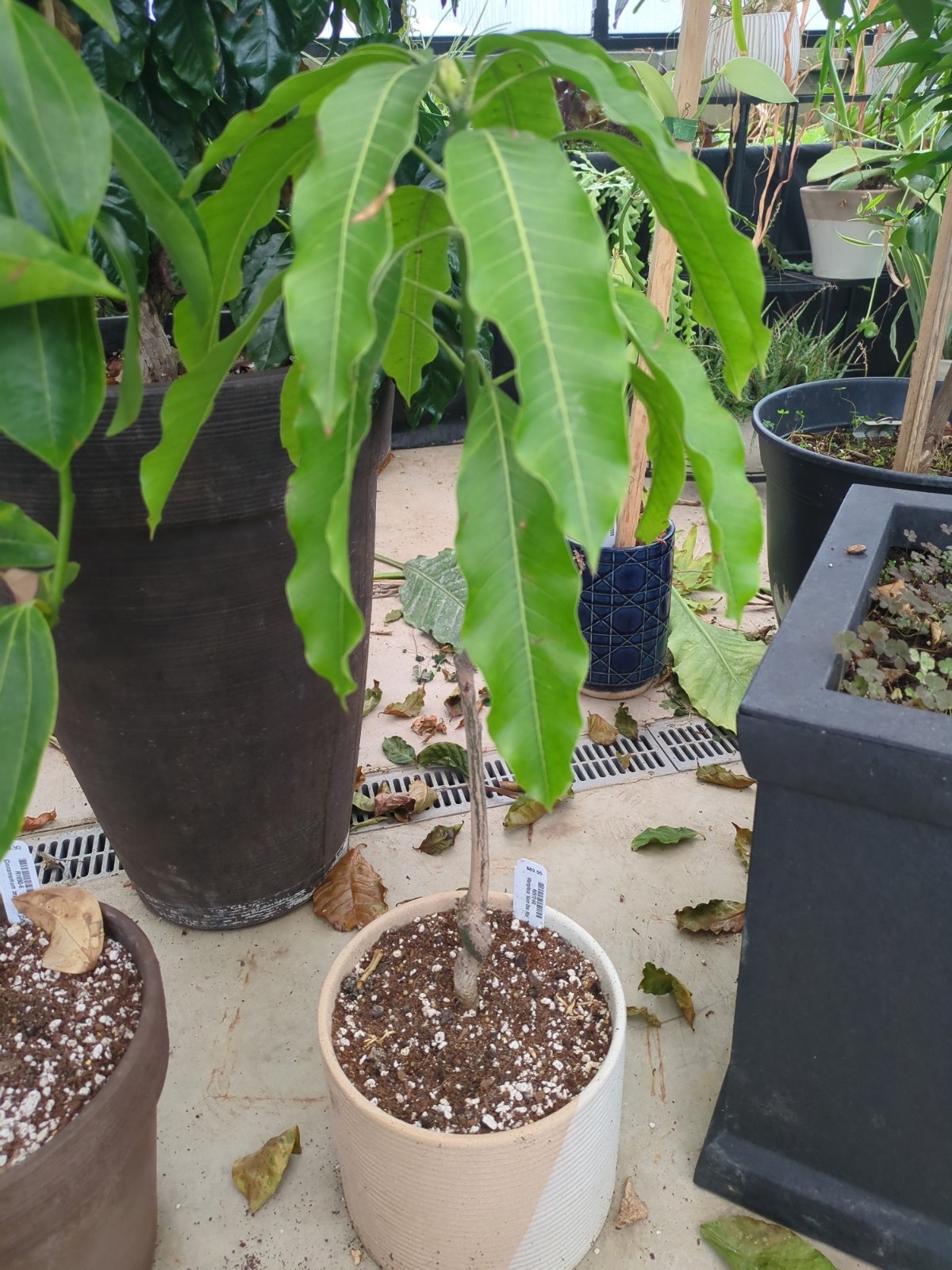 Mangifera indica 'Nam Doc Mai'