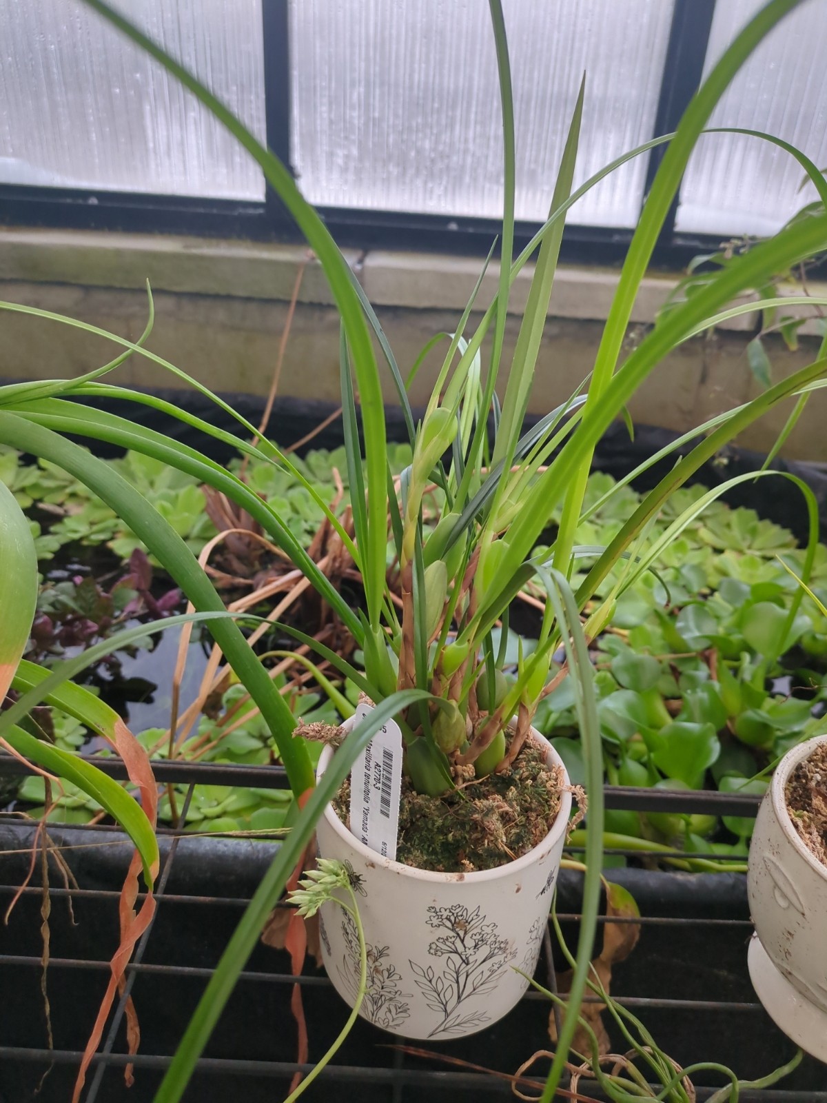 Maxillaria tenuifolia 'Yamada'