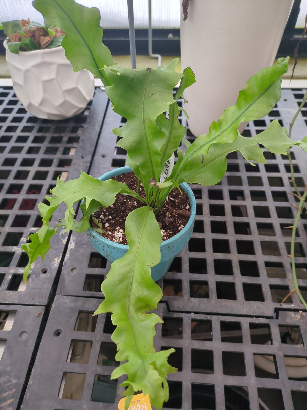 Microsorum punctatum 'Dragon's Wing Fern'