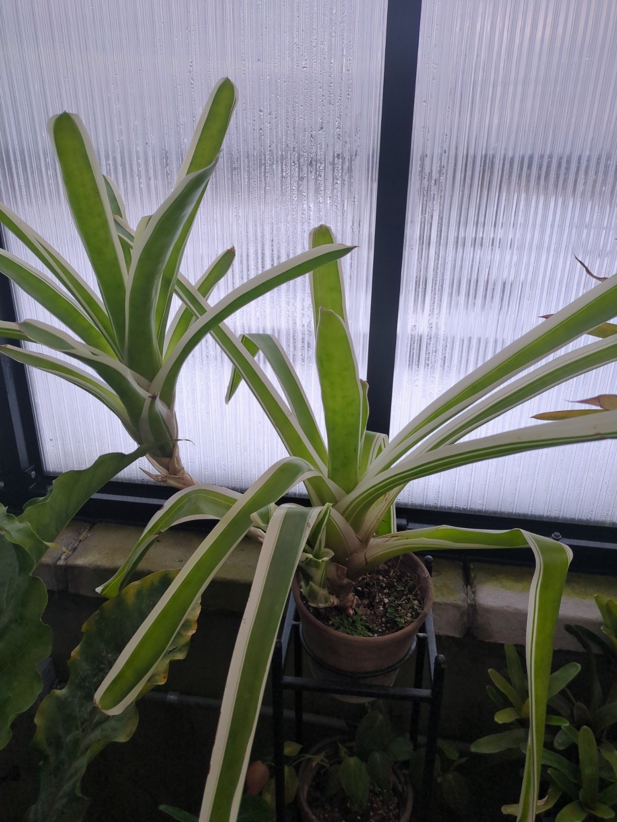 Neoregelia carolinae