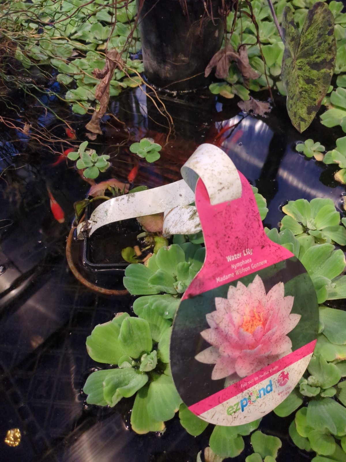 Nymphaea 'Madame Wilfron Gonnere'