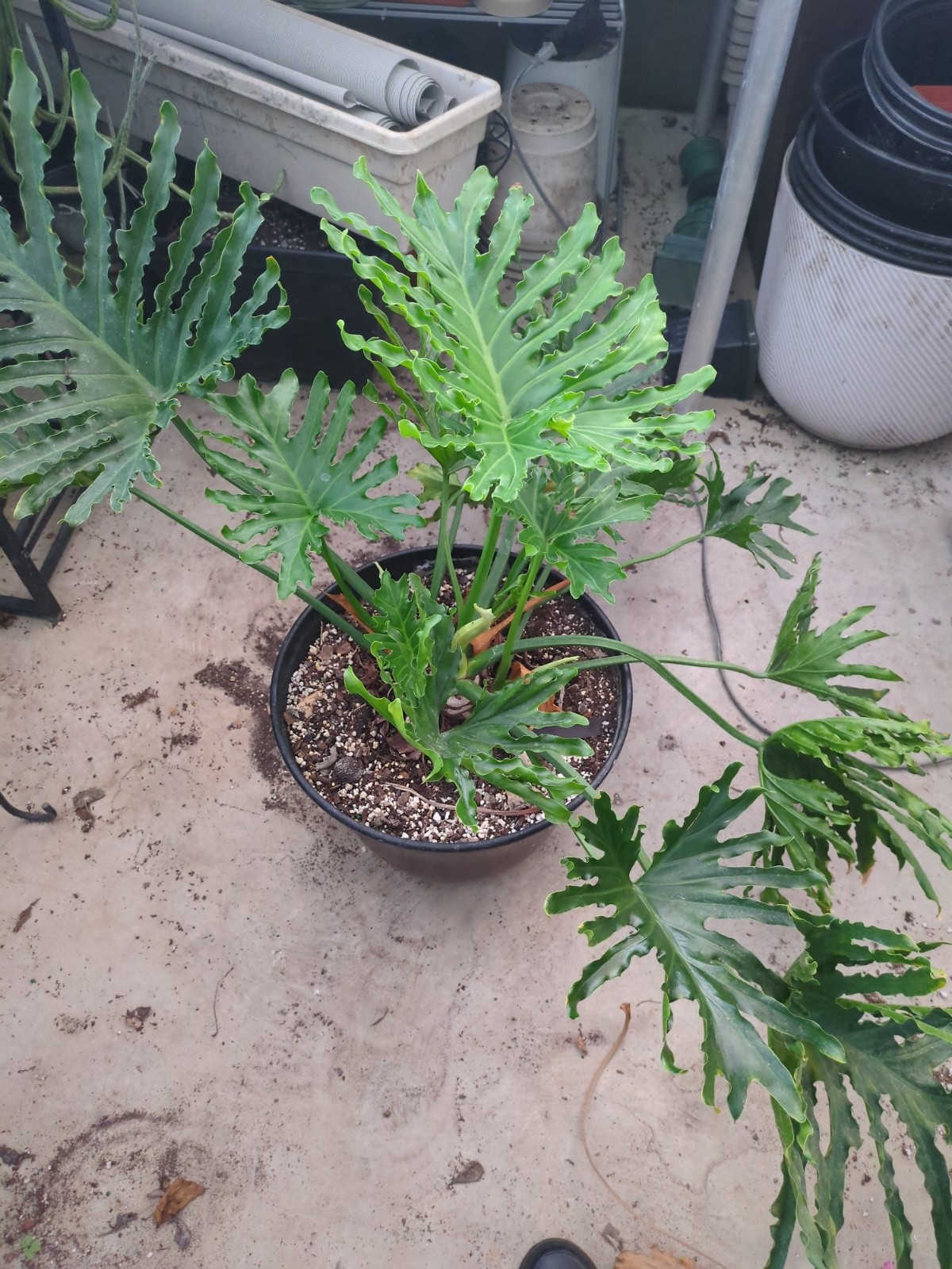 Philodendron bipinnatifidum