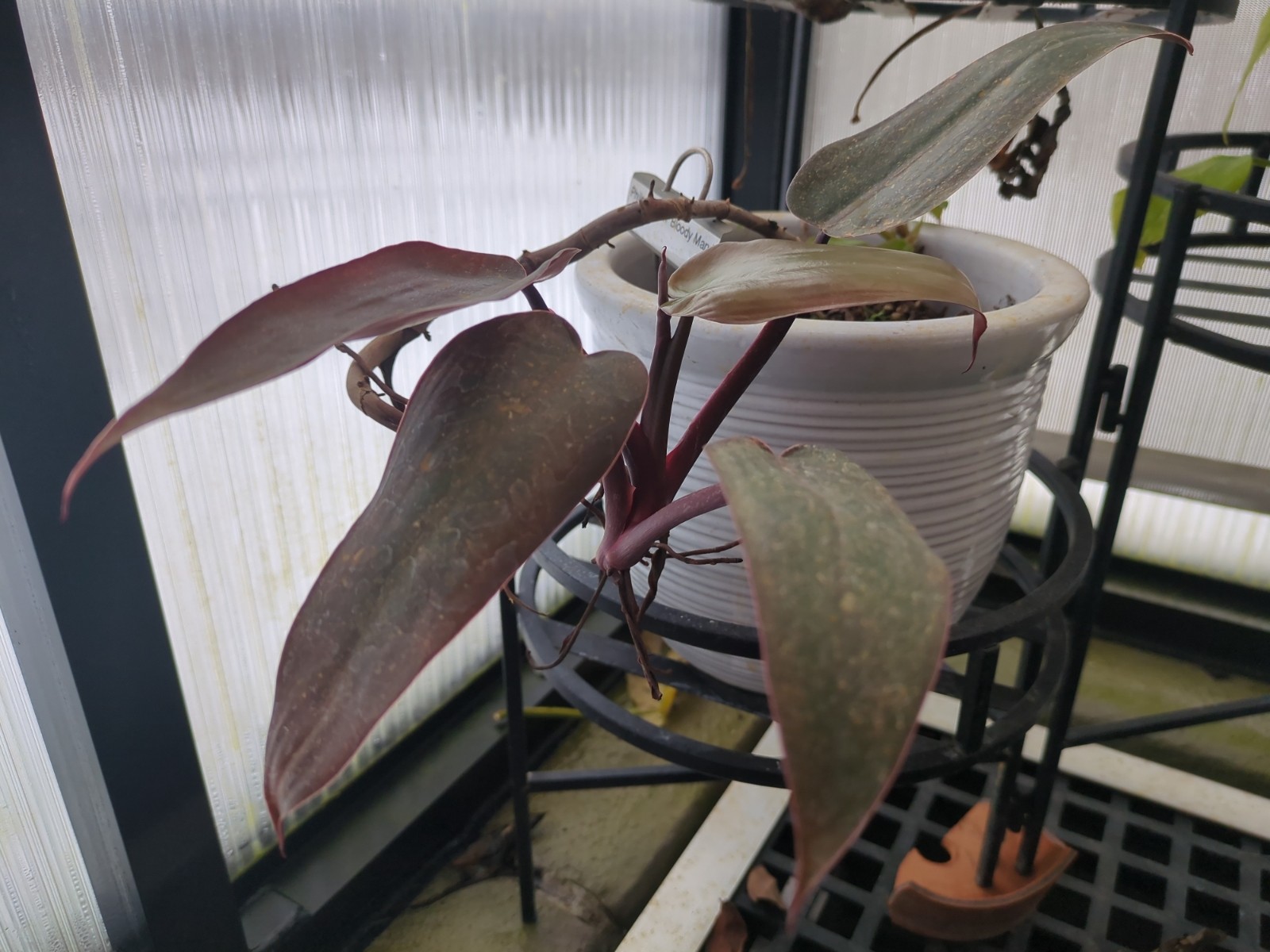 Philodendron 'Bloody Mary'