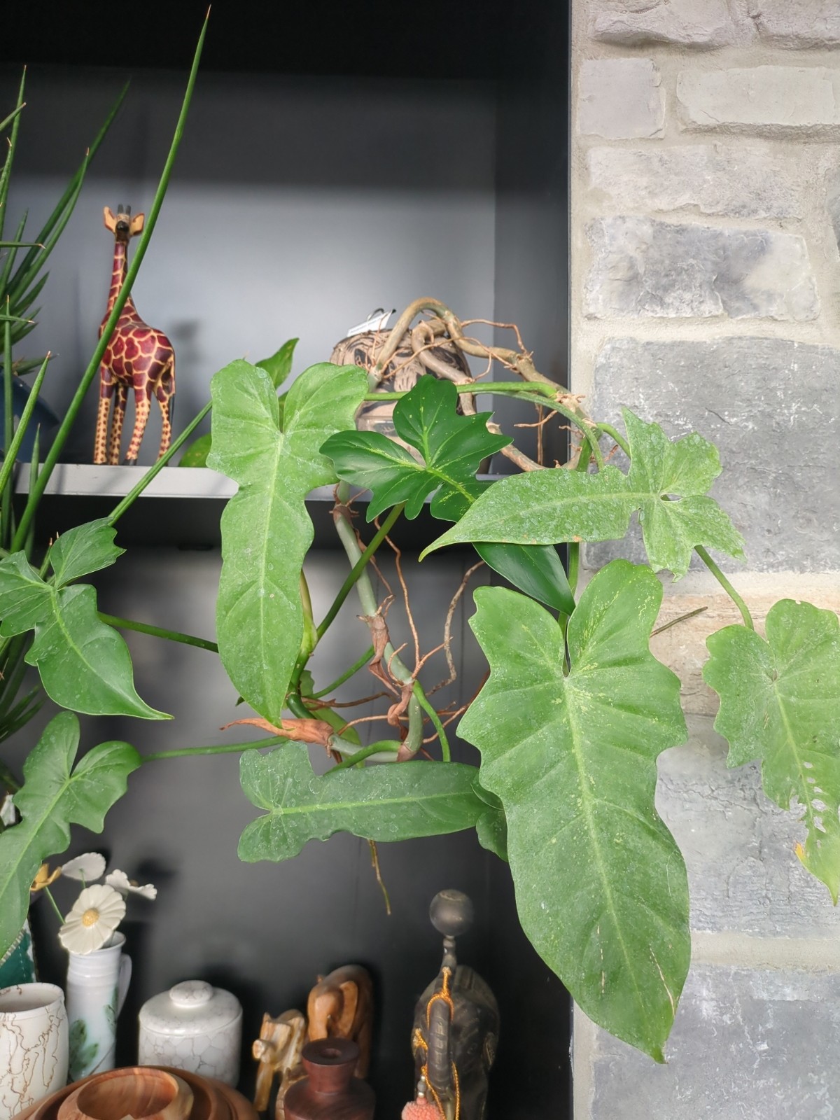 Philodendron 'Green Dragon'