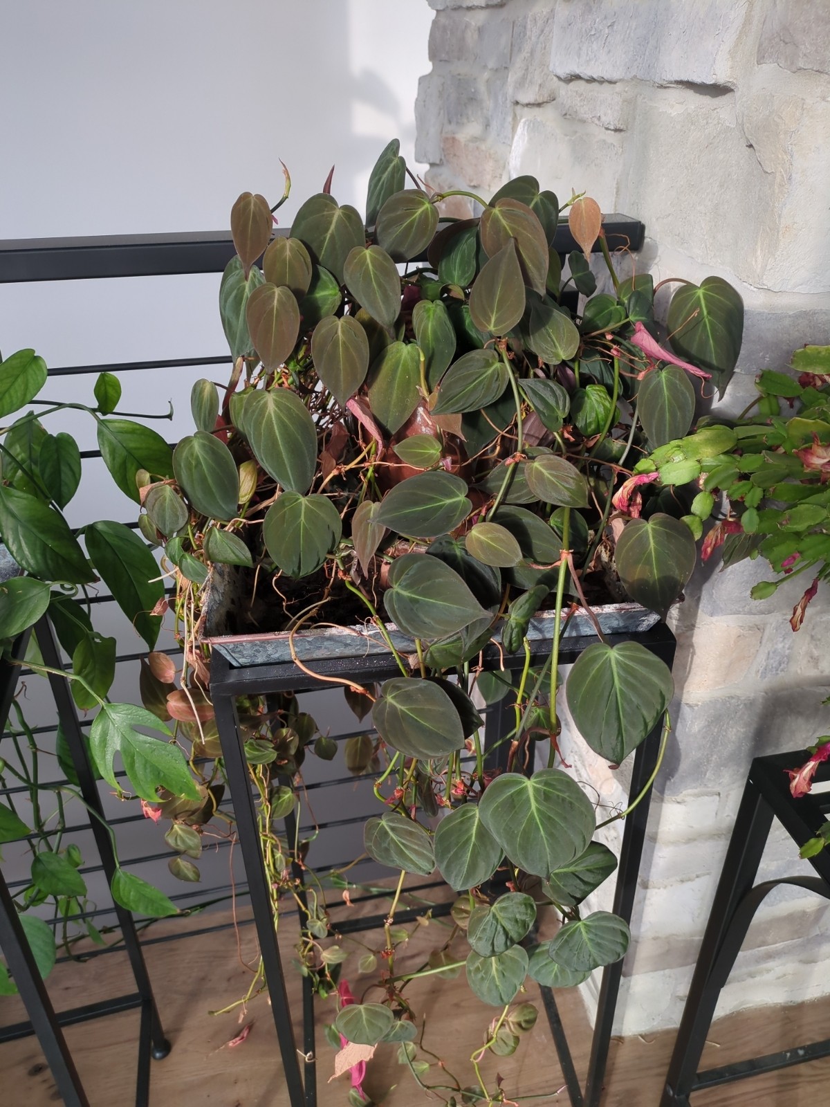 Philodendron 'Micans'