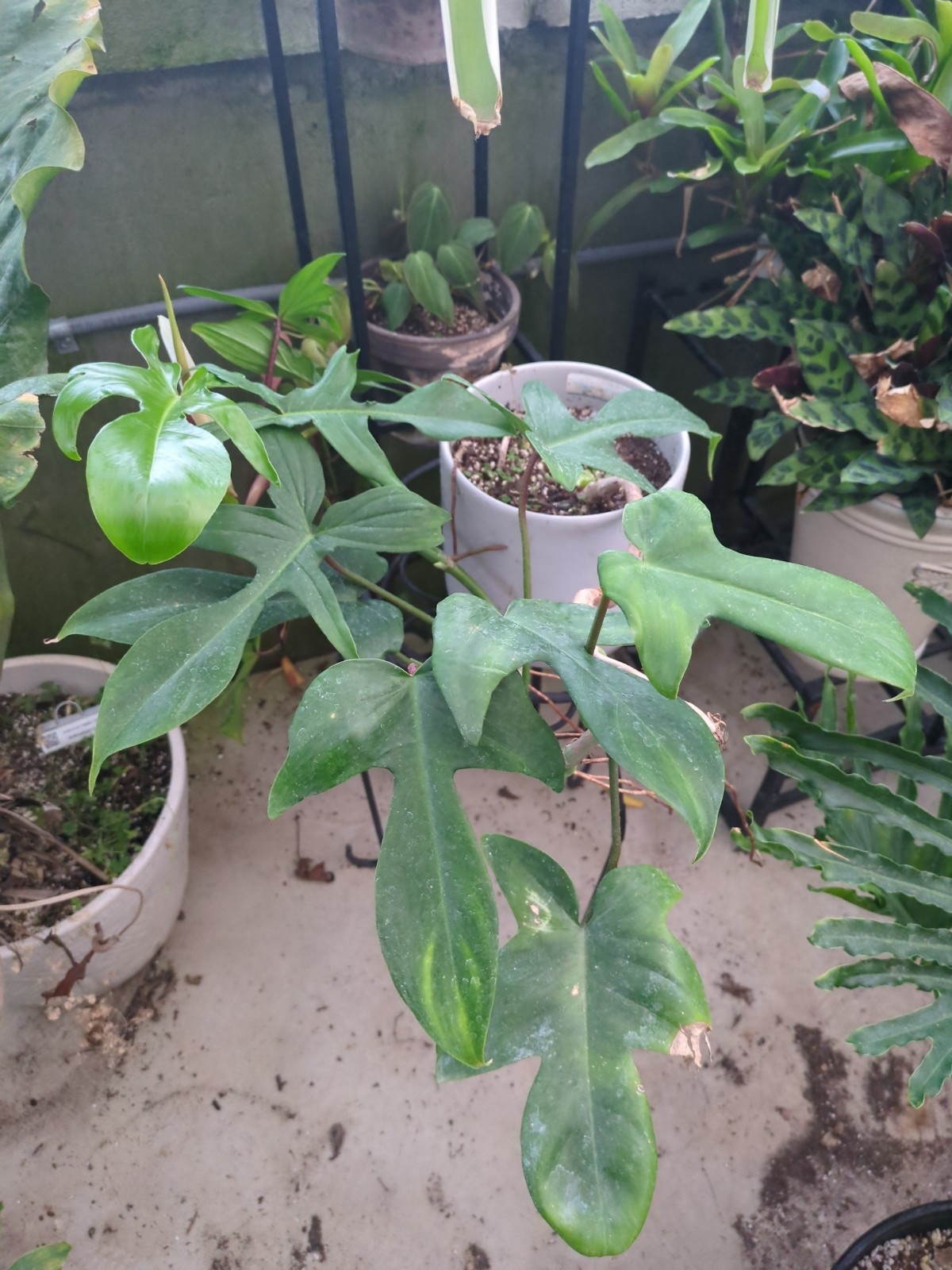 Philodendron panduriforme