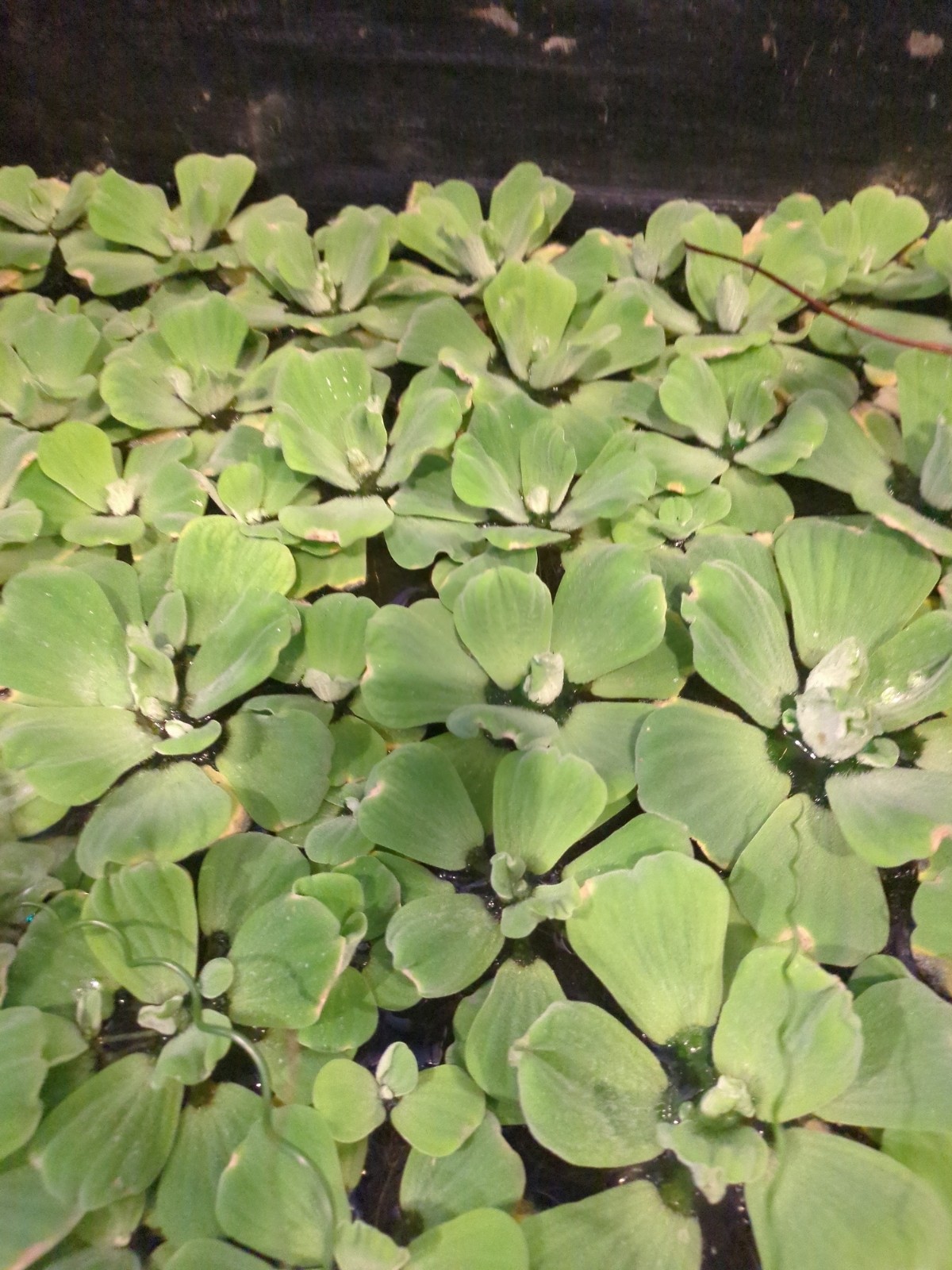 Pistia
