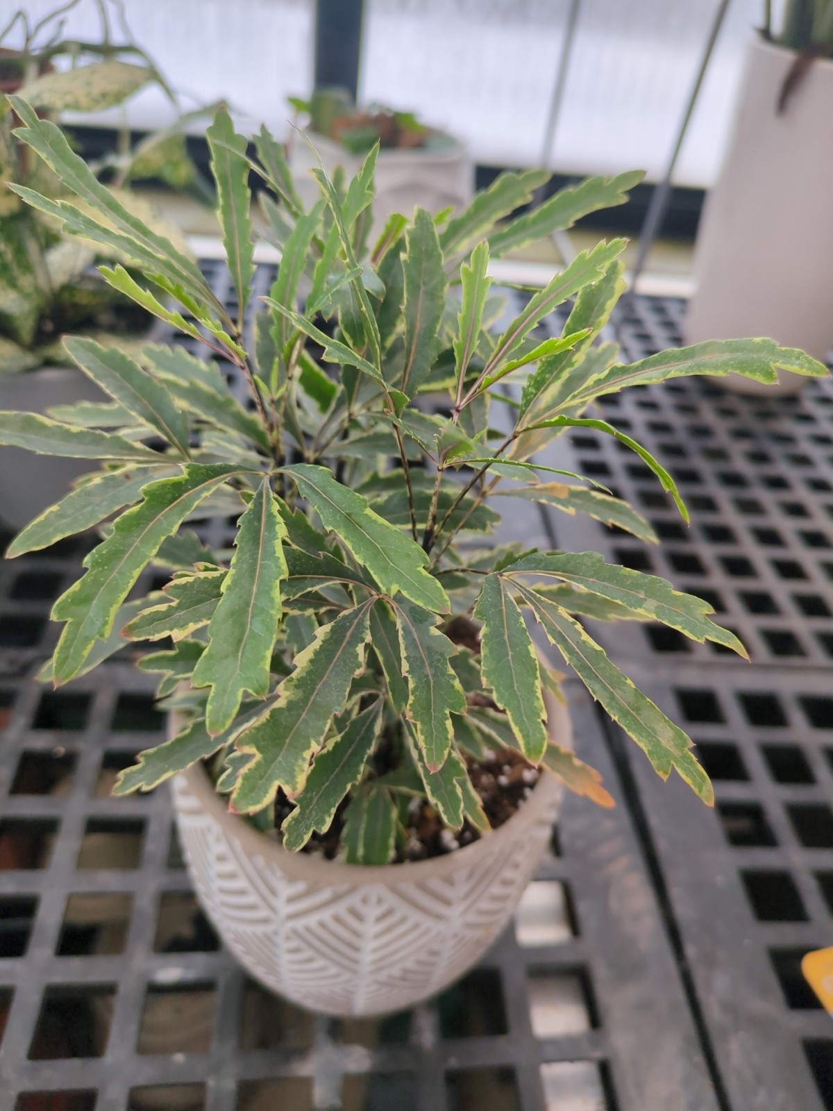 Pleranda elegantissima 'Gold Crest'