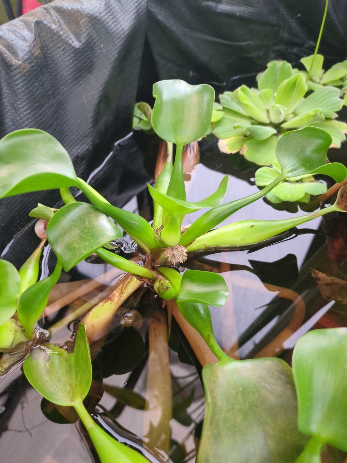 Pontederia crassipes