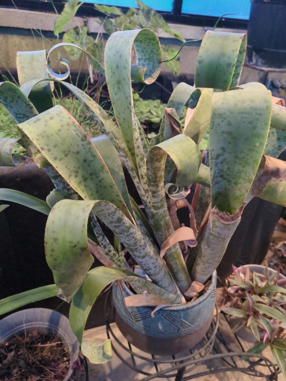 Quesnelia marmorata 'Tim Plowman'