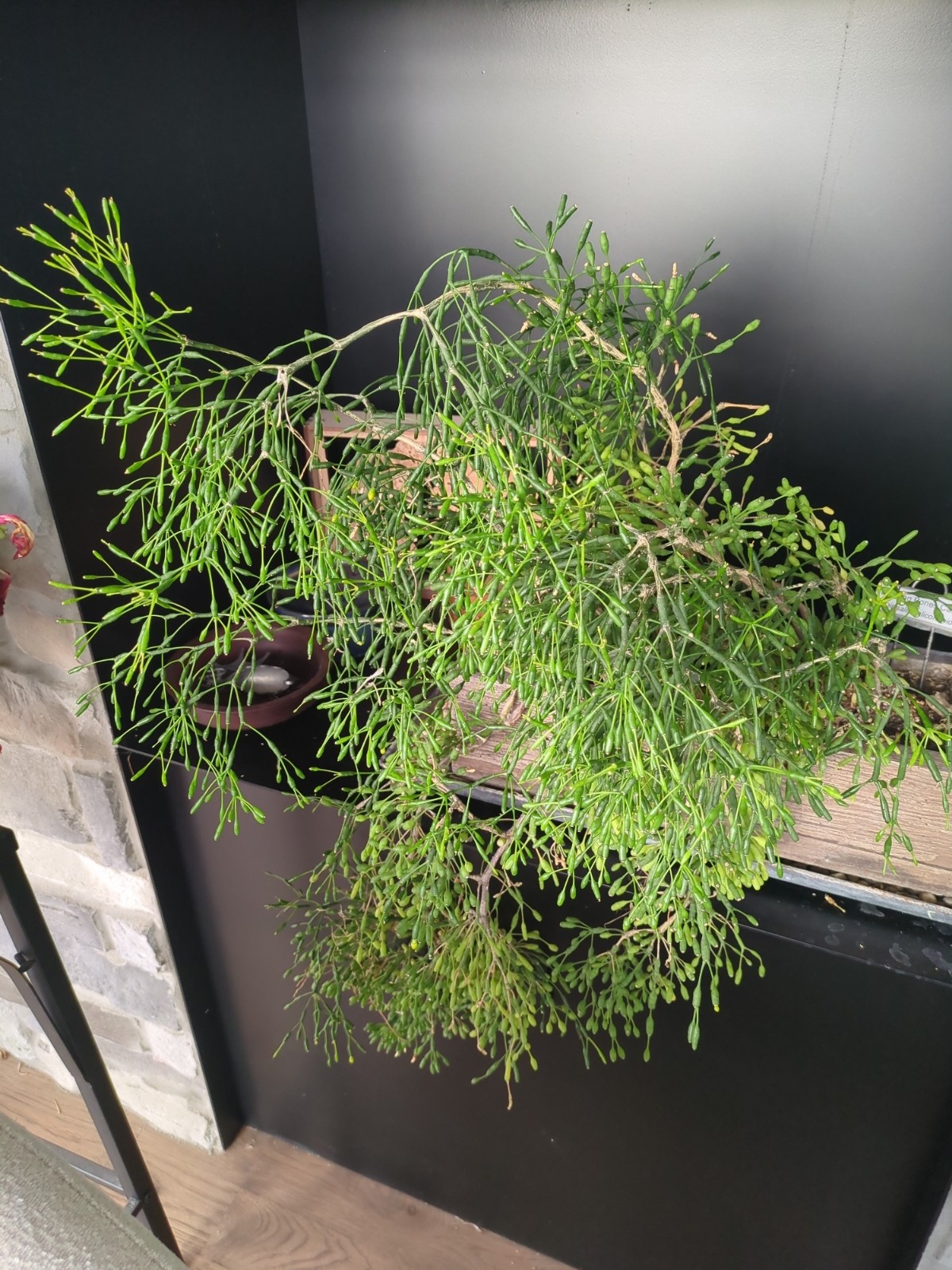 Rhipsalis salicornioides