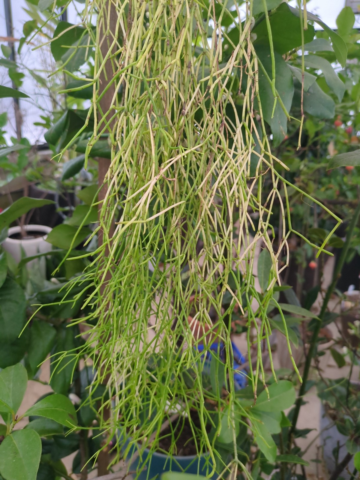Rhipsalis teres