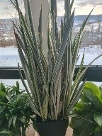 Sansevieria trifasciata 'Batel's Sensation'