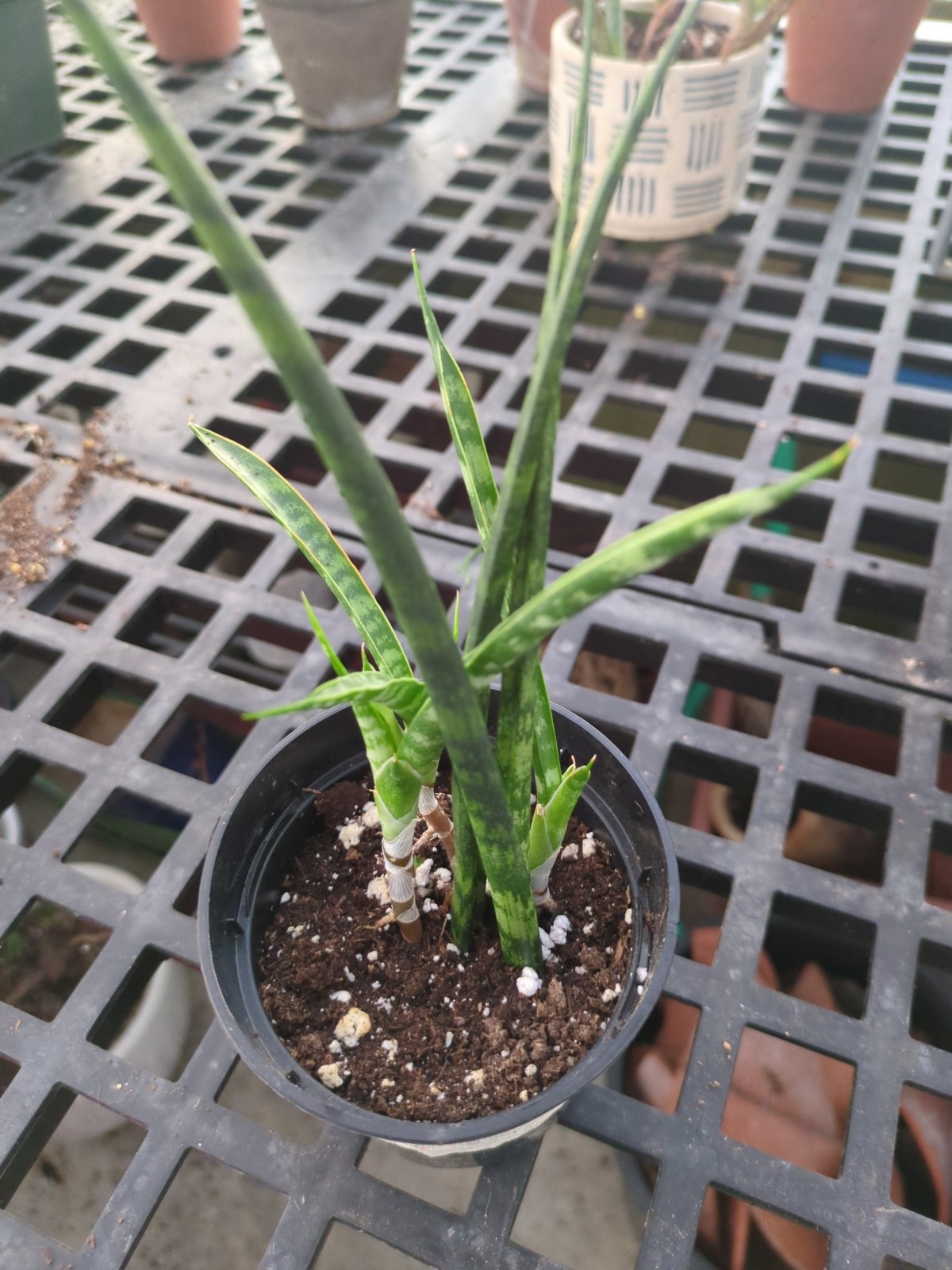 Sansevieria  trifasciata